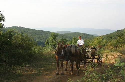 You are awaited in the Szent Orbn Forest Wellness Hotel in Nagyrtspuszta located in one of Hungaries most beautiful surroundings in the Brzsny Hills in the middle of the National Park.
